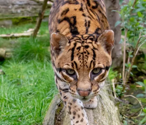 ocelot